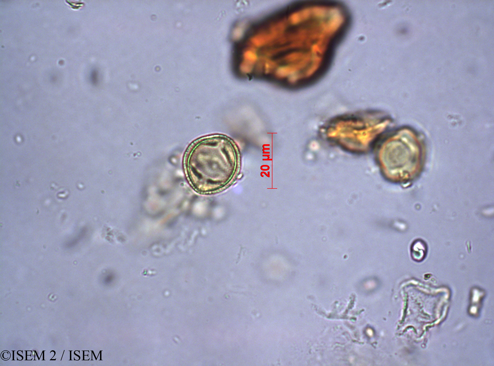 ISEM 2/Cassine_maritima_12570/Cassine_maritima_12570_0001(copy).jpg